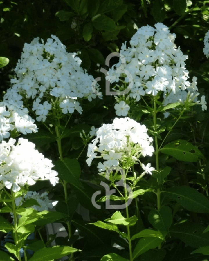 Phlox (P) 'Fujiyama' | Vlambloem | Vaste plant