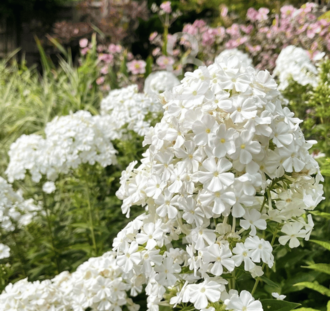 Phlox (D) White Admiral | Vlambloem | Vaste plant