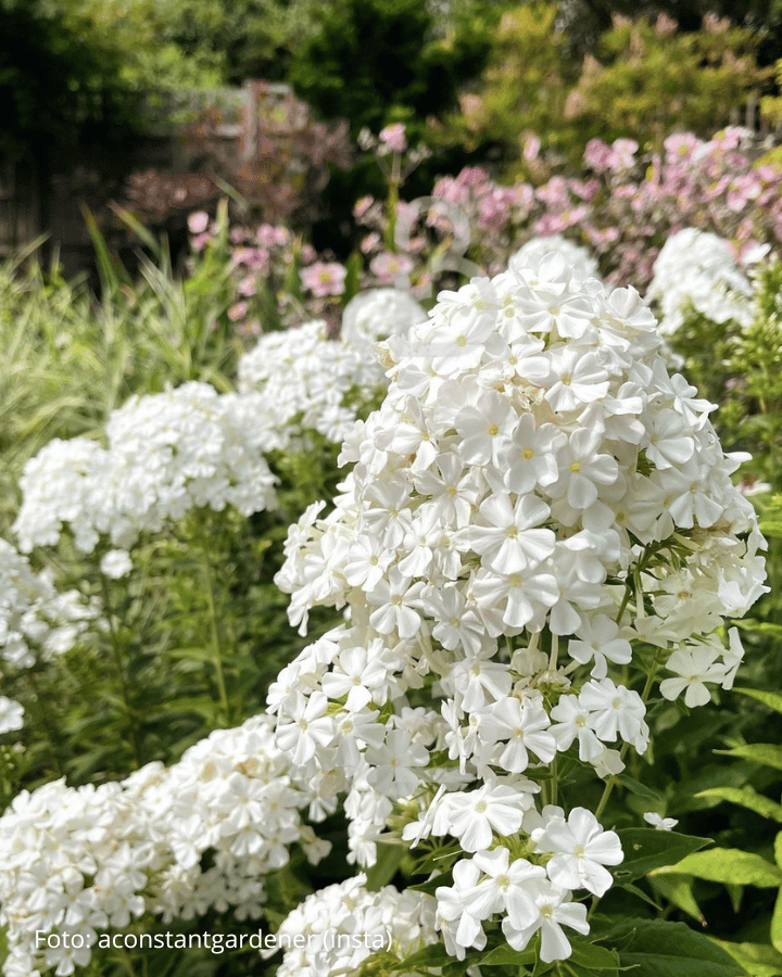 Phlox (D) White Admiral | Vlambloem | Vaste plant