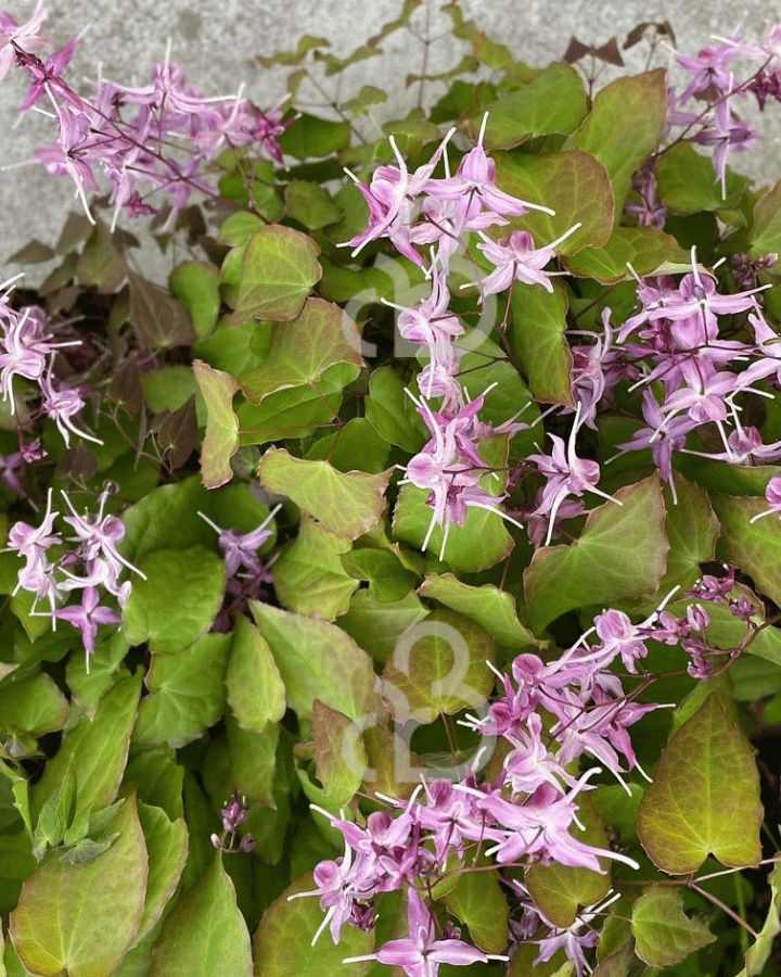 Epimedium grand. 'Lilafee' | Elfenbloem | Vaste plant