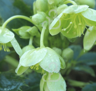 Helleborus argutifolius| Nieskruid | Vaste plant