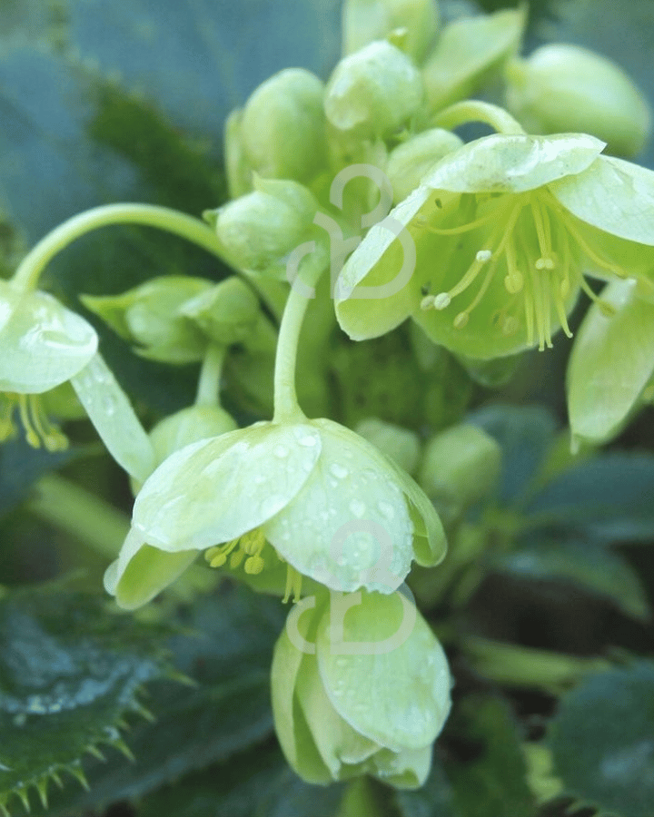 Helleborus argutifolius | Nieskruid | Vaste plant