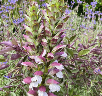 Acanthus mollis | Acanthus | Vaste plant