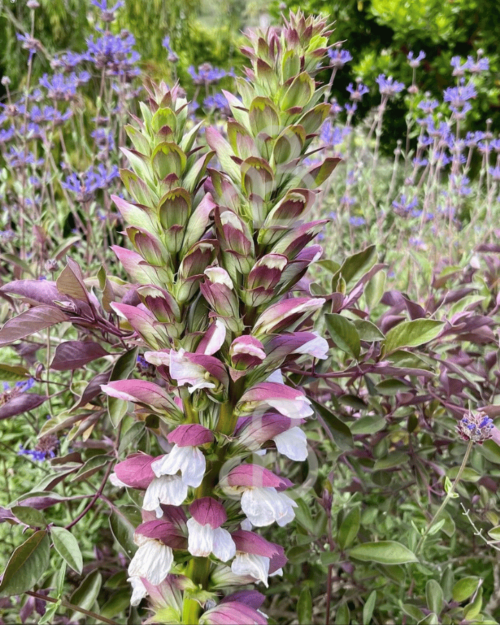 Acanthus mollis | Acanthus | Vaste plant