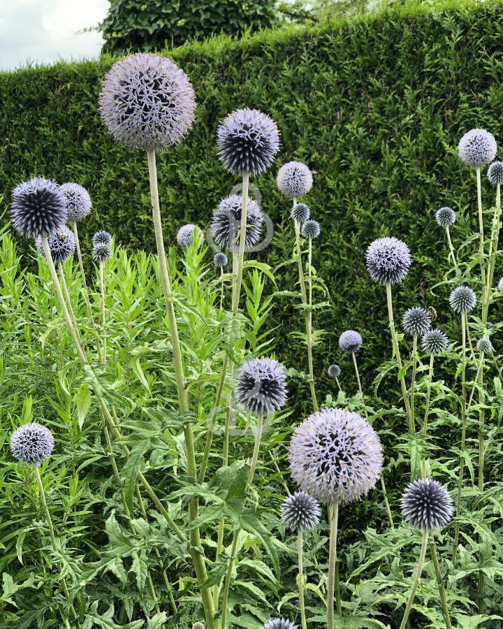 Echinops bannaticus 'Taplow Blue' | Kogeldistel | Vaste plant