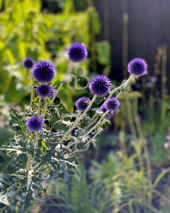 Echinops ritro 'Veitch's Blue' | Kogeldistel | Vaste plant