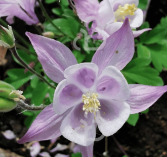 Aquilegia 'Biedermeier' | Akelei | Vaste plant