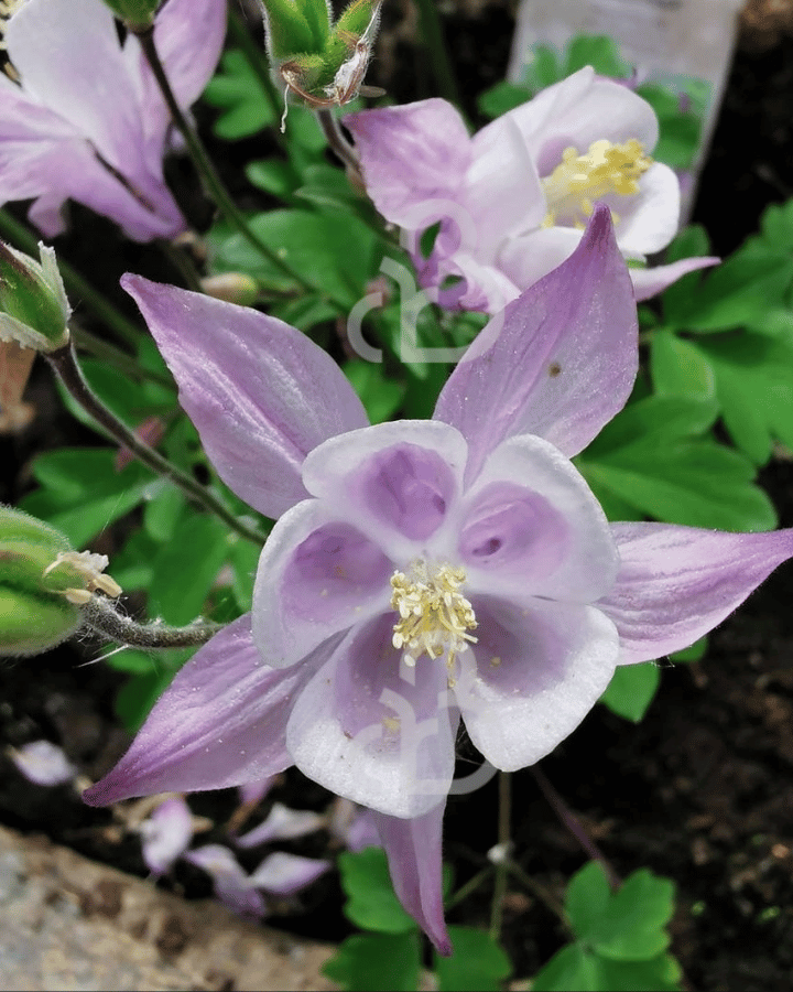 Aquilegia 'Biedermeier' | Akelei | Vaste plant