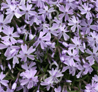 Phlox (S) 'Emerald Cushion Blue' | Vlambloem | Vaste plant