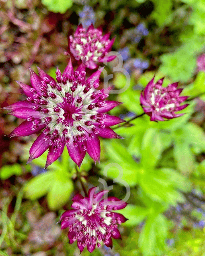 Astrantia maj. 'Ruby Wedding' | Zeeuws knoopje | Vaste plant