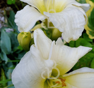 Hemerocallis 'Gentle Shepherd' | Daglelie | Vaste plant