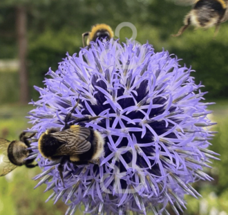 Echinops bannaticus 'Blue Globe' | Kogeldistel | Vaste plant