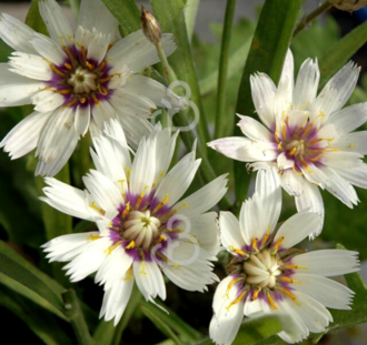 Catananche caerulea 'Alba' | Korenbloem | Vaste plant