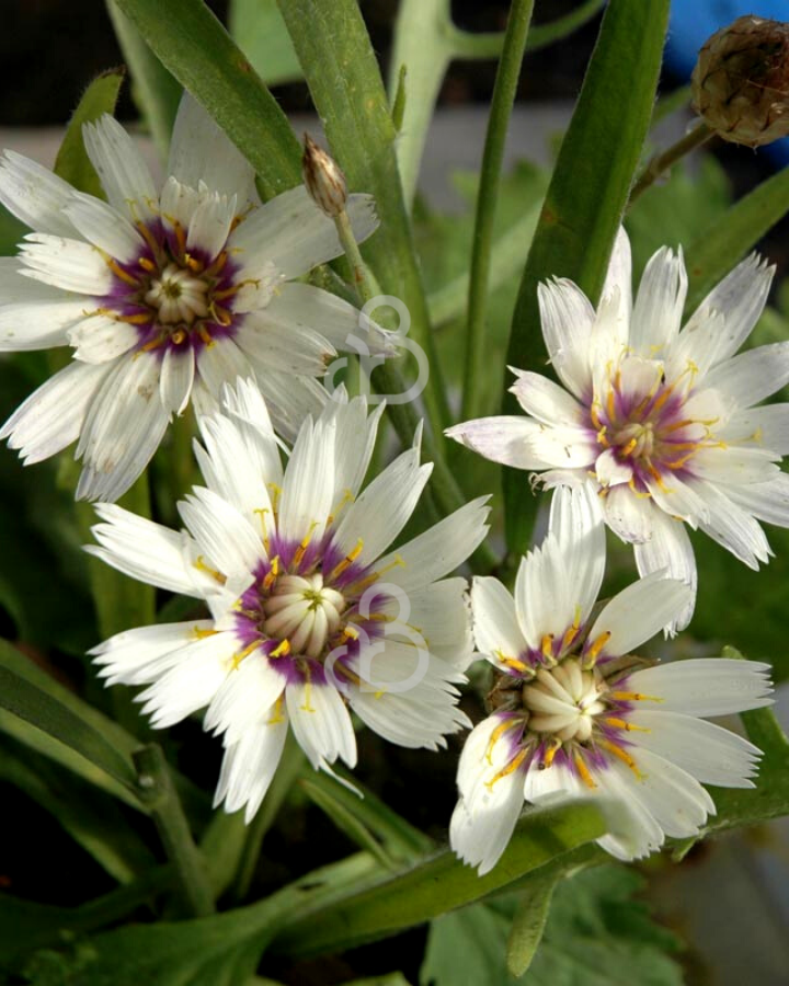 Catananche caerulea 'Alba' | Korenbloem | Vaste plant