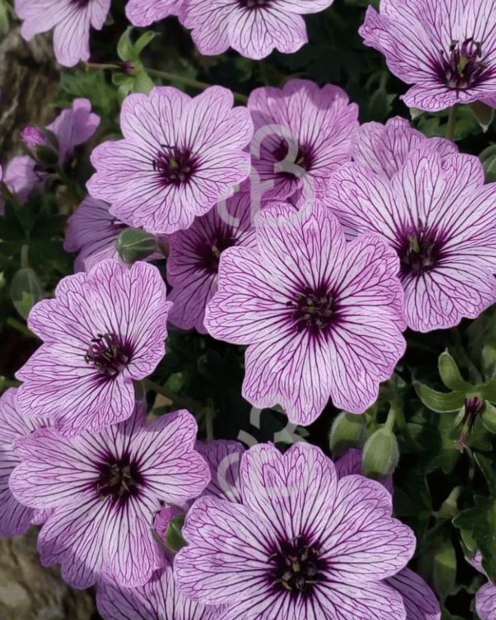 Geranium cin. 'Ballerina' | Ooievaarsbek | Vaste plant