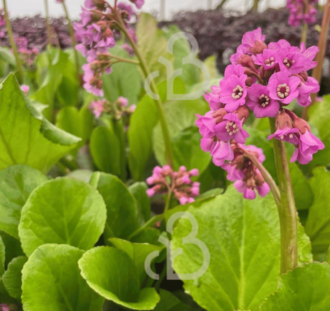 Bergenia 'Winterglow' | Schoenlappersplant |  Olifantsoor | Vaste plant