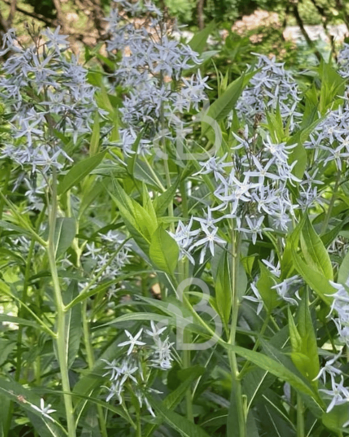 Amsonia orientalis | Blauwe ster | Vaste plant