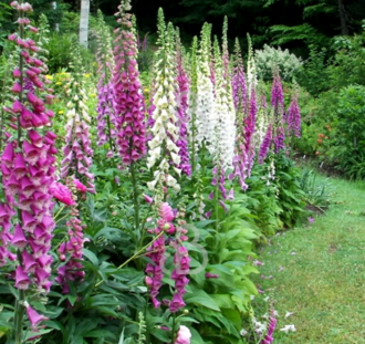 Digitalis purp. 'Gloxiniiflora' | Vingerhoedskruid  | Vaste plant