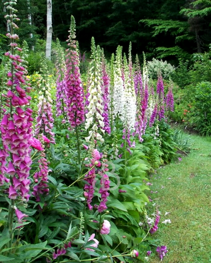 Digitalis purp. 'Gloxiniiflora' | Vingerhoedskruid  | Vaste plant