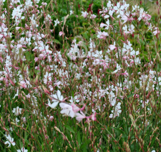 Gaura lindh. 'Whirling Butterflies' | Prachtkaars | Vaste plant