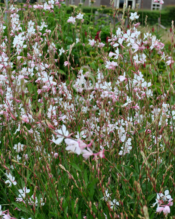 Gaura lindh. 'Whirling Butterflies' | Prachtkaars | Vaste plant