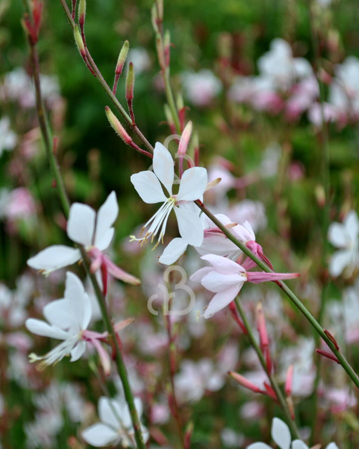 Gaura lindh. 'Whirling Butterflies' | Prachtkaars | Vaste plant