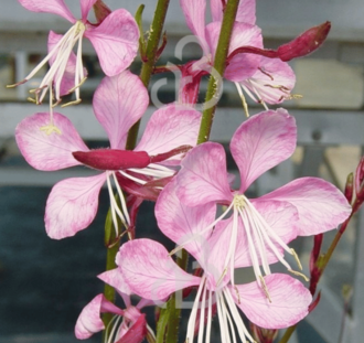 Gaura lindh. 'Siskiyou Pink' | Prachtkaars | Vaste plant