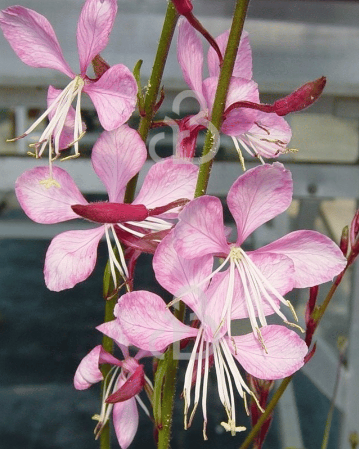 Gaura lindh. 'Siskiyou Pink' | Prachtkaars | Vaste plant