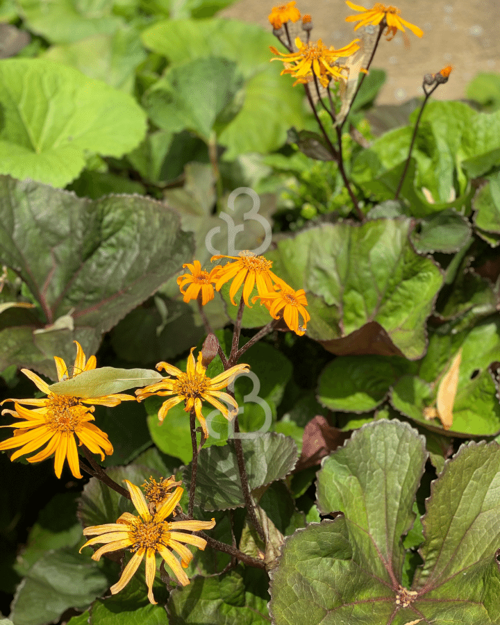 Ligularia dentata 'Othello' | Kruiskruid | Vaste plant