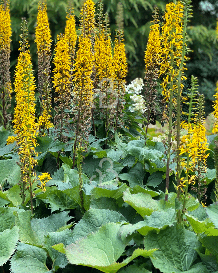 Ligularia dentata 'Othello' | Kruiskruid | Vaste plant