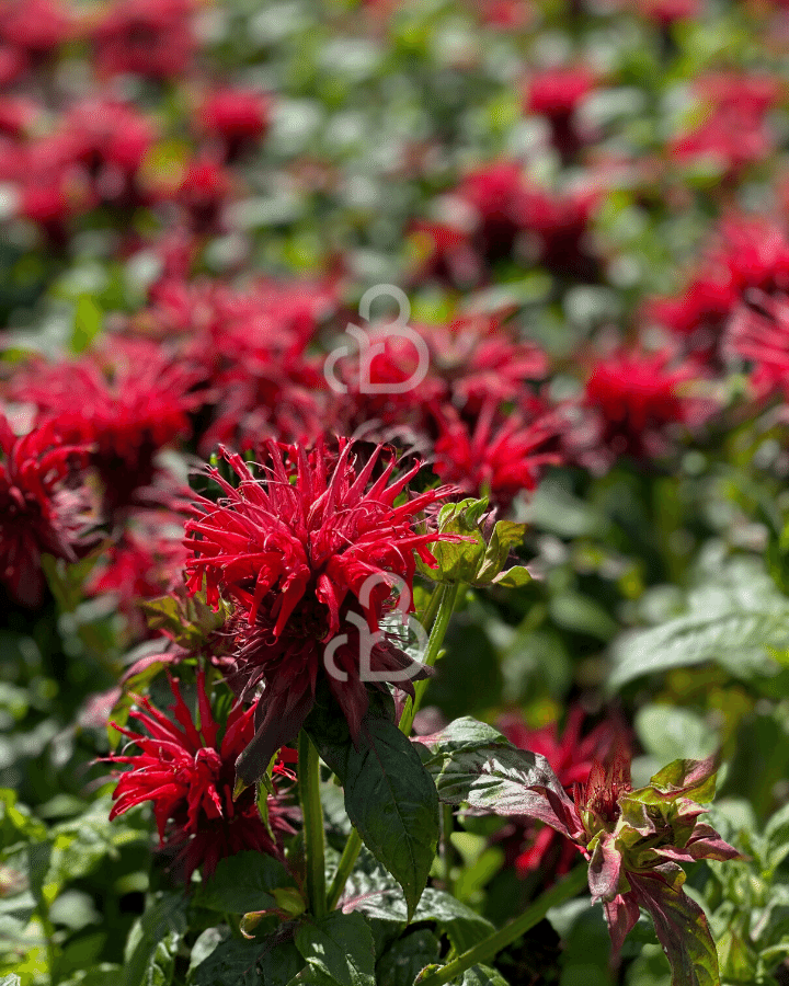 Monarda 'Cambridge Scarlet'  | Bergamotplant | Vaste plant