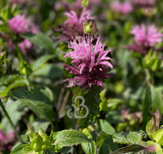 Monarda 'Croftway Pink' | Bergamotplant | Vaste plant