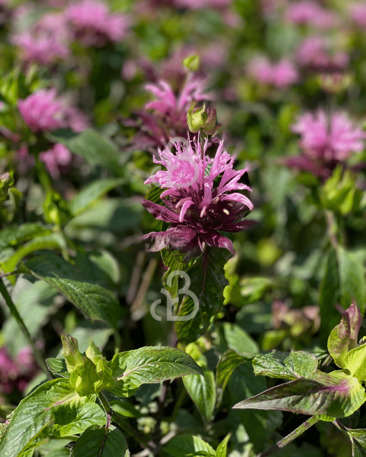 Monarda 'Croftway Pink' | Bergamotplant | Vaste plant