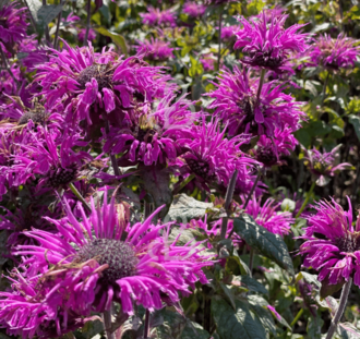 Monarda 'Scorpion' | Bergamotplant | Vaste plant