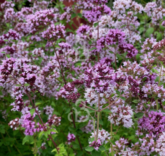 Origanum laevigatum 'Herrenhausen' | Marjolein | Vaste plant