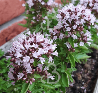 Origanum vulg. 'Compactum' | Marjolein | Vaste plant