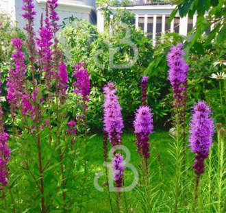 Liatris spicata | Lampenpoetser | Vaste plant