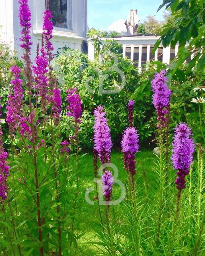 Liatris spicata | Lampenpoetser | Vaste plant