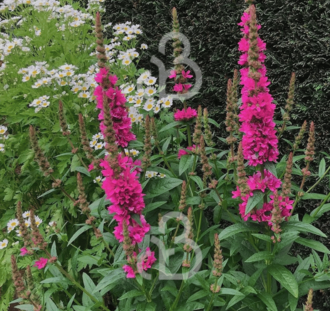 Lythrum sal. 'Robert' | Kattestaart | Vaste plant