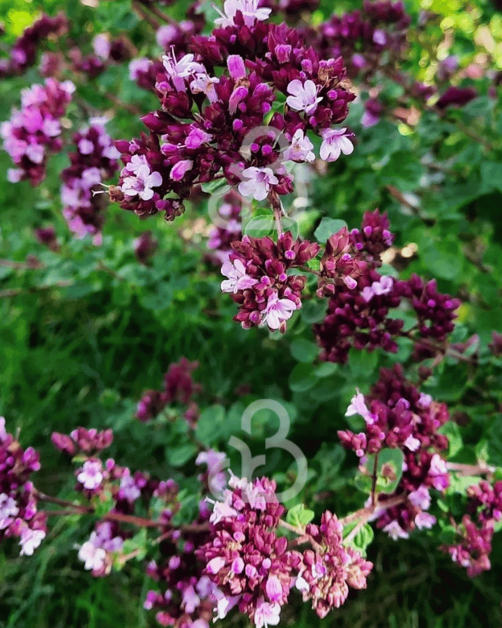 Origanum 'Rosenkuppel' | Marjolein | Vaste plant