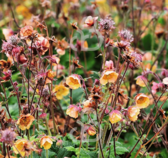 Geum rivale 'Leonard's Variety' | Nagelkruid | Vaste plant
