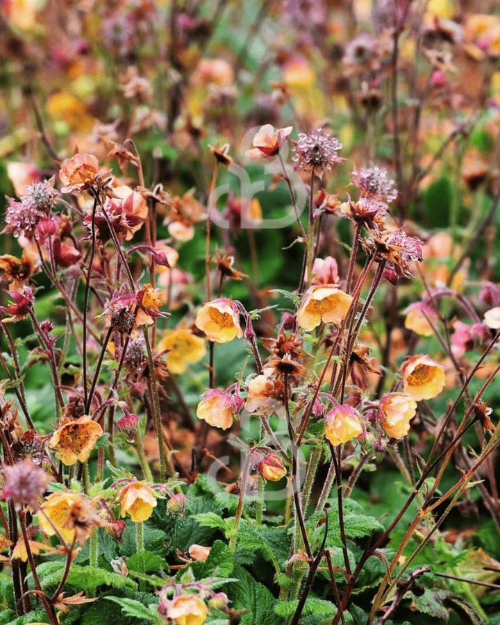 Geum rivale 'Leonard's Variety' | Nagelkruid | Vaste plant