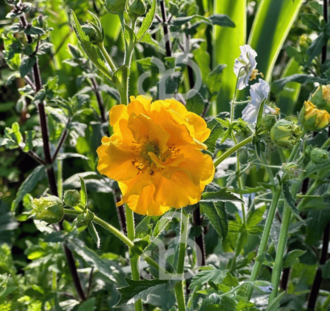 Geum chiloense 'Lady Stratheden' | Nagelkruid | Vaste plant
