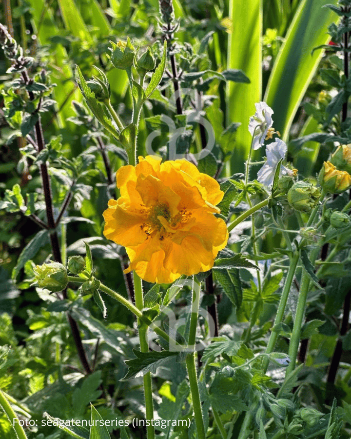 Geum chiloense 'Lady Stratheden' | Nagelkruid | Vaste plant