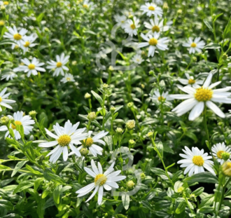 Kalimeris incisa 'Alba' | Zomeraster | Vaste plant