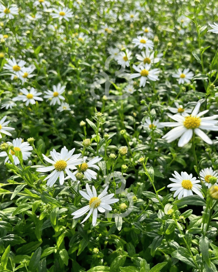 Kalimeris incisa 'Alba' | Zomeraster | Vaste plant