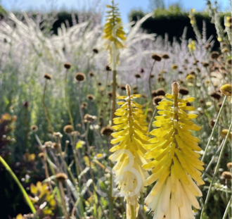 Kniphofia 'Little Maid' | Vuurpijl | Vaste plant
