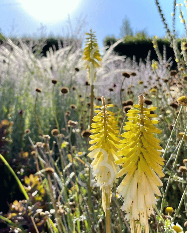 Kniphofia 'Little Maid' | Vuurpijl | Vaste plant