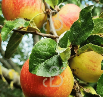 Malus d. 'Alkmene' | Appelboom | Leivorm