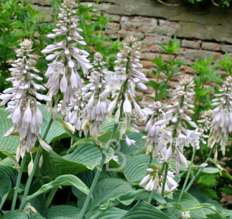 Hosta sieb. 'Elegans' | Hartlelies | Vaste plant